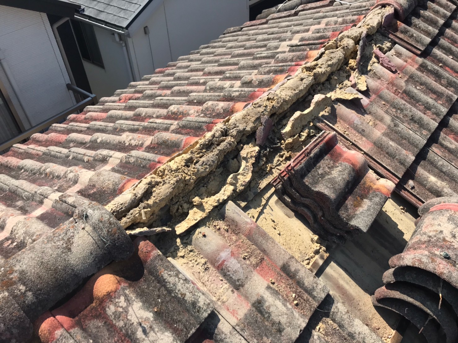 リッジウェイアーストシーダー